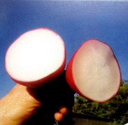 Soiul hibrid de Ridichi Rochas F1