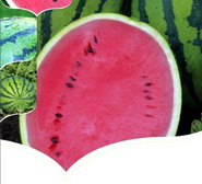 Soiul hibrid de pepene verde Bedouin F1