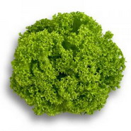 Soiul hibrid de salata Lollo Lozano RZ
