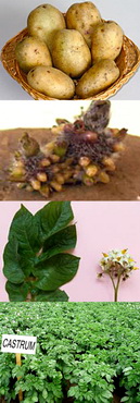 Soiuri noi de cartofi Castrum