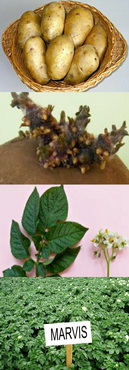 Soiuri noi de cartofi Marvis