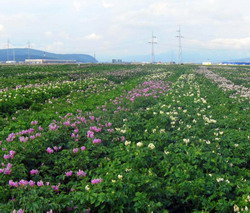 Soiuri noi romanesti de cartofi