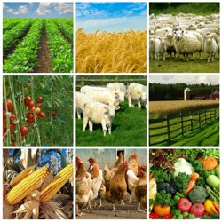 Subventii Noutati in schemele de plata pentru noul PNDR