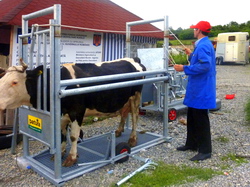 autolaborator veterinar bovine