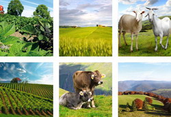 cerere de plata subventii animale si vegetal