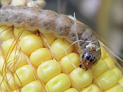 Produse biologice, netoxice si nepoluante in combaterea daunatorilor