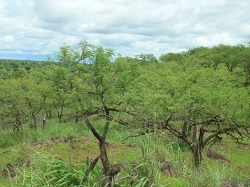 Padurile de salcam invadeaza Sahara