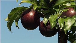 Prunele anticancer Queen Garnet