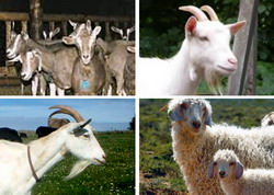 Clasificarea raselor de capre