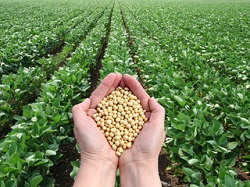 Soiuri productive de soia de la Euralis