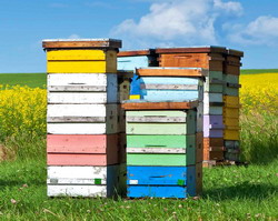 Masuri pentru protejarea albinelor la aplicarea tratamentelor fitosanitare