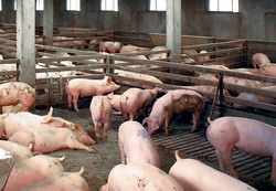Audit Mexic in ferme de crestere ingrasare porci