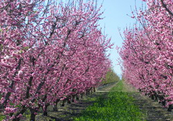 Avertizare: Boli si daunatori la prun