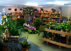 Comercializarea florilor, plantelor de apartament si de gradina