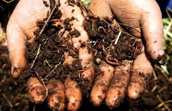 Cresterea recoltelor cu 58 % printr-un management sustenabil al solului