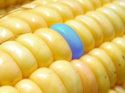 Romania va decide daca utilizeaza OMG-uri ca produse alimentare sau furaje