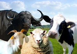 Documente subventii zootehnie bovine ovine caprine