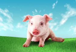 Finantare CEC Bank APIA Credit agricol