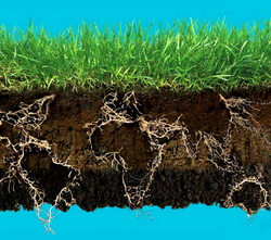 Global Soil Week - Soluri sanatoase