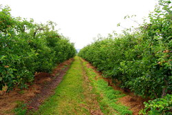 Fertilizarea ecologica a livezilor de mar