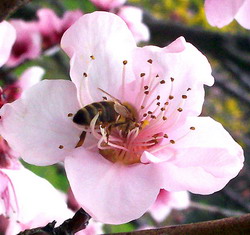 Ingrijirea albinelor primavara