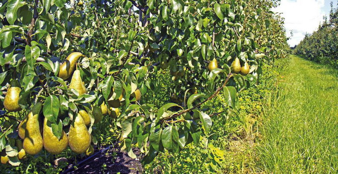 Model de livada superintensiva - cultivarea perelor