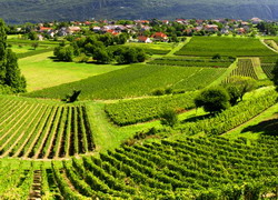 Noi norme plantare vita-de-vie