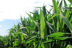 Culturile de plante modificate genetic in anul 2015