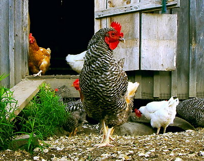 Pasteureloza Aviara (Holera Aviara)