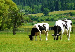 Masurile compensatorii gestionate de APIA aplicabile terenurilor agricole din PNDR, in 2015