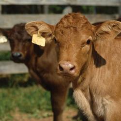 Adunarea Generala a Operatorilor de Insamantari Artificiale la Mures