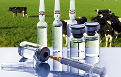 Campania nationala de vaccinare impotriva antraxului este in desfasurare