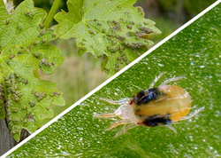 acarienii si fainarea vitei-de-vie