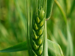 Tratamente recomandate de Summit Agro Romania pentru combaterea fainarii si fuzariozei la grau