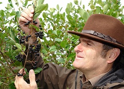 holzmueller-aroniaplantage