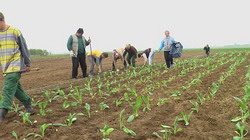Luna aprilie in legumicultura