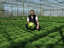 primeurkrulandijvie2011-2-500x375