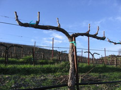pruned mourvedre resize