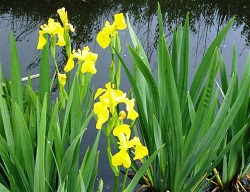 quand-le-marais-s-irrise-433618427-949712