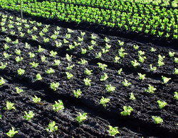 SCDL Buzau ofera rasaduri de legume, plante aromatice, condimentare si flori pentru camp, sere si solarii