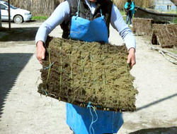 Finalizarea actiunii de repopulare cu icre embrionate de salau