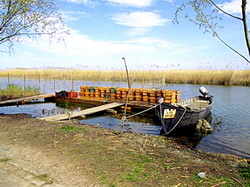 repopulare cu icre embrionate de salau 2