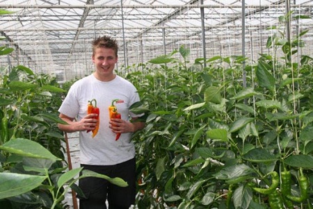 zoetepuntpaprikawestlandsee