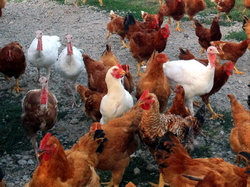 Pasari domestice: Ce trebuie sa stim despre boala respiratorie cronica