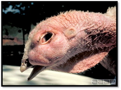 Boala respiratorie cronica 2