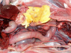 Boala respiratorie cronica 3