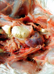 Boala respiratorie cronica 5