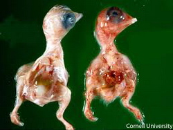 Boala respiratorie cronica 6