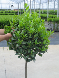 CEUaD vXIAEbhCN.png large