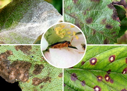 Combatere boli daunatori mar par